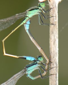 Ischnura ramburii by (c) 
Sam Fraser-Smith, some rights reserved (CC BY). Used under a CC-BY license.