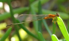 Ischnura ramburii by no rights reserved, uploaded by Steve Wells. Used under a CC0 license.