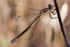 Lestes stultus by (c) Ken-ichi Ueda, some rights reserved (CC BY), uploaded by Ken-ichi Ueda. Used under a CC-BY license.
