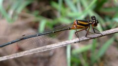 Protoneuridae by (c) John Tann, some rights reserved (CC BY). Used under a CC-BY license.