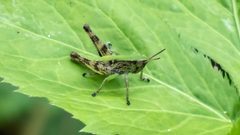 Dichromorpha viridis by (c) David Hebert, some rights reserved (CC BY), uploaded by David Hebert. Used under a CC-BY license.
