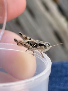 Melanoplus aspasmus by no rights reserved, uploaded by Emily Langdon-Lassagne. Used under a CC0 license.
