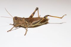 Melanoplus differentialis by (c) Brian Gratwicke, some rights reserved (CC BY). Used under a CC-BY license.