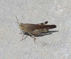 Arphia granulata by (c) pondhawk, some rights reserved (CC BY). Used under a CC-BY license.