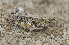 Microtes occidentalis by (c) John Hibbard, some rights reserved (CC BY), uploaded by John Hibbard. Used under a CC-BY license.