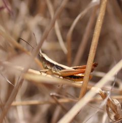 Chloealtis gracilis by (c) Rachel Lee Harper, some rights reserved (CC BY), uploaded by Rachel Lee Harper. Used under a CC-BY license.