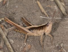 Chloealtis gracilis by no rights reserved, uploaded by Jesse Rorabaugh. Used under a CC0 license.