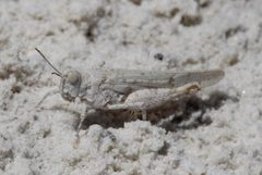 Cibolacris samalayucae by (c) Isaac Krone, some rights reserved (CC BY), uploaded by Isaac Krone. Used under a CC-BY license.