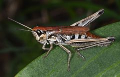 Chorthippus curtipennis by (c) Don Loarie, some rights reserved (CC BY), uploaded by Don Loarie. Used under a CC-BY license.