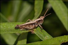 Orphulella by (c) RAP, some rights reserved (CC BY), uploaded by RAP. Used under a CC-BY license.