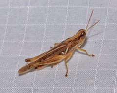 Orphulella pelidna by (c) Laura Gaudette, some rights reserved (CC BY), uploaded by Laura Gaudette. Used under a CC-BY license.