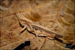 Orphulella punctata by (c) RAP, some rights reserved (CC BY), uploaded by RAP. Used under a CC-BY license.