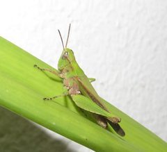 Orphulella punctata by no rights reserved, uploaded by Kahio Tiberio Mazon. Used under a CC0 license.