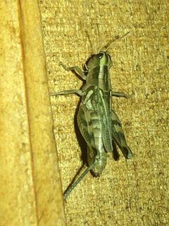Aeoloplides turnbulli by (c) Jared Shorma, some rights reserved (CC BY), uploaded by Jared Shorma. Used under a CC-BY license.