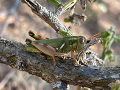Chloroplus cactocaetes by (c) Luke Padon, some rights reserved (CC BY), uploaded by Luke Padon. Used under a CC-BY license.