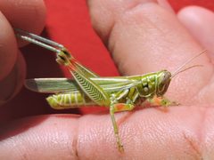 Hesperotettix viridis by (c) Sam Kieschnick, some rights reserved (CC BY), uploaded by Sam Kieschnick. Used under a CC-BY license.