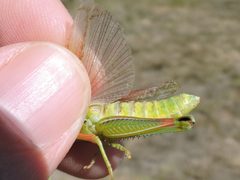 Hesperotettix viridis by (c) Sam Kieschnick, some rights reserved (CC BY), uploaded by Sam Kieschnick. Used under a CC-BY license.