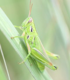 Hesperotettix viridis by (c) Even Dankowicz, some rights reserved (CC BY), uploaded by Even Dankowicz. Used under a CC-BY license.