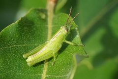 Hesperotettix viridis by (c) Matt Pelikan, some rights reserved (CC BY), uploaded by Matt Pelikan. Used under a CC-BY license.