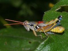 Melanoplus aridus by (c) Matt Muir, some rights reserved (CC BY), uploaded by Matt Muir. Used under a CC-BY license.