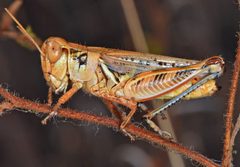 Melanoplus devastator by (c) Don Loarie, some rights reserved (CC BY). Used under a CC-BY license.