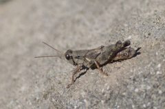 Melanoplus oreophilus by (c) David Anderson, some rights reserved (CC BY), uploaded by David Anderson. Used under a CC-BY license.