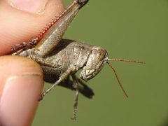 Melanoplus scudderi by no rights reserved, uploaded by Reuven Martin. Used under a CC0 license.