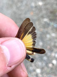 Arphia conspersa by (c) Owen Strickland, some rights reserved (CC BY), uploaded by Owen Strickland. Used under a CC-BY license.