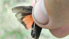 Arphia conspersa by (c) Doug Macaulay, some rights reserved (CC BY), uploaded by Doug Macaulay. Used under a CC-BY license.