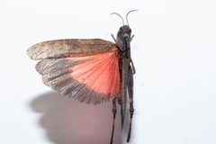 Arphia pseudonietana by (c) Kalvin Chan, some rights reserved (CC BY), uploaded by Kalvin Chan. Used under a CC-BY license.