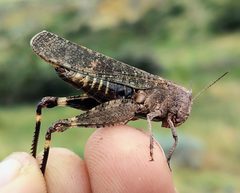 Arphia pseudonietana by (c) Doug Macaulay, some rights reserved (CC BY), uploaded by Doug Macaulay. Used under a CC-BY license.