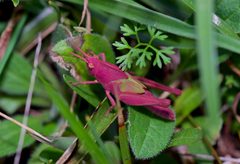 Chortophaga by (c) Michelle W. （鍾偉瑋）, some rights reserved (CC BY), uploaded by Michelle W. （鍾偉瑋）. Used under a CC-BY license.