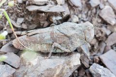 Agymnastus ingens by (c) Ken-ichi Ueda, some rights reserved (CC BY). Used under a CC-BY license.
