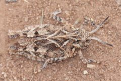 Pardalophora saussurei by (c) crseaquist, some rights reserved (CC BY), uploaded by crseaquist. Used under a CC-BY license.