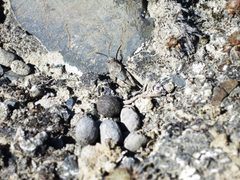 Xanthippus brooksi by (c) Syd Cannings, some rights reserved (CC BY), uploaded by Syd Cannings. Used under a CC-BY license.