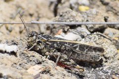 Xanthippus brooksi by (c) Syd Cannings, some rights reserved (CC BY), uploaded by Syd Cannings. Used under a CC-BY license.