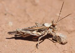 Derotmema laticinctum by (c) Andrew Meeds, some rights reserved (CC BY), uploaded by Andrew Meeds. Used under a CC-BY license.