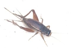 Gryllus assimilis by (c) Andre Hosper, some rights reserved (CC BY), uploaded by Andre Hosper. Used under a CC-BY license.