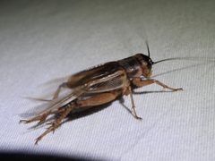 Gryllus assimilis by (c) Sam Kieschnick, some rights reserved (CC BY), uploaded by Sam Kieschnick. Used under a CC-BY license.