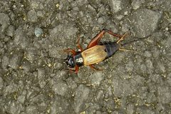 Gryllus firmus by (c) Elizabeth Green, some rights reserved (CC BY), uploaded by Elizabeth Green. Used under a CC-BY license.