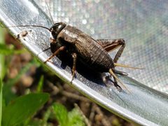 Gryllus rubens by (c) Tyler Bishop, some rights reserved (CC BY), uploaded by Tyler Bishop. Used under a CC-BY license.