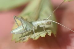 Oecanthus nigricornis by no rights reserved, uploaded by Thompson Hyggen. Used under a CC0 license.