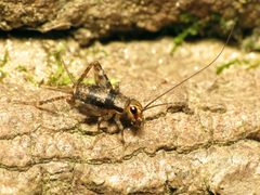 Allonemobius maculatus by (c) Katja Schulz, some rights reserved (CC BY). Used under a CC-BY license.