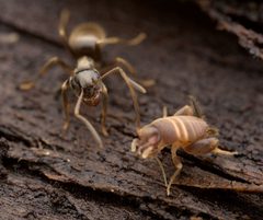Myrmecophilidae by no rights reserved, uploaded by Philipp Hoenle. Used under a CC0 license.