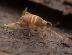 Myrmecophilidae by no rights reserved, uploaded by Philipp Hoenle. Used under a CC0 license.