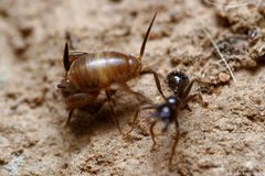 Myrmecophilus by (c) davidfdz_b82, some rights reserved (CC BY), uploaded by davidfdz_b82. Used under a CC-BY license.