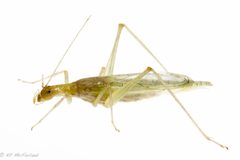 Oecanthus exclamationis by no rights reserved, uploaded by Kent P. McFarland. Used under a CC0 license.