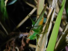 Conocephalus cinereus by no rights reserved, uploaded by Jade Fortnash. Used under a CC0 license.
