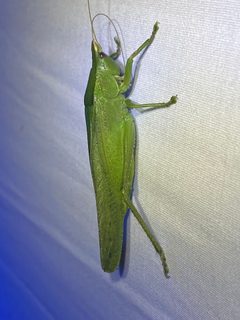 Pyrgocorypha uncinata by (c) David George, some rights reserved (CC BY), uploaded by David George. Used under a CC-BY license.