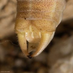 Arethaea brevicauda by (c) Ken-ichi Ueda, some rights reserved (CC BY), uploaded by Ken-ichi Ueda. Used under a CC-BY license.